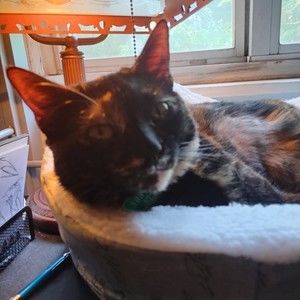 Meet your Posher, Penelope